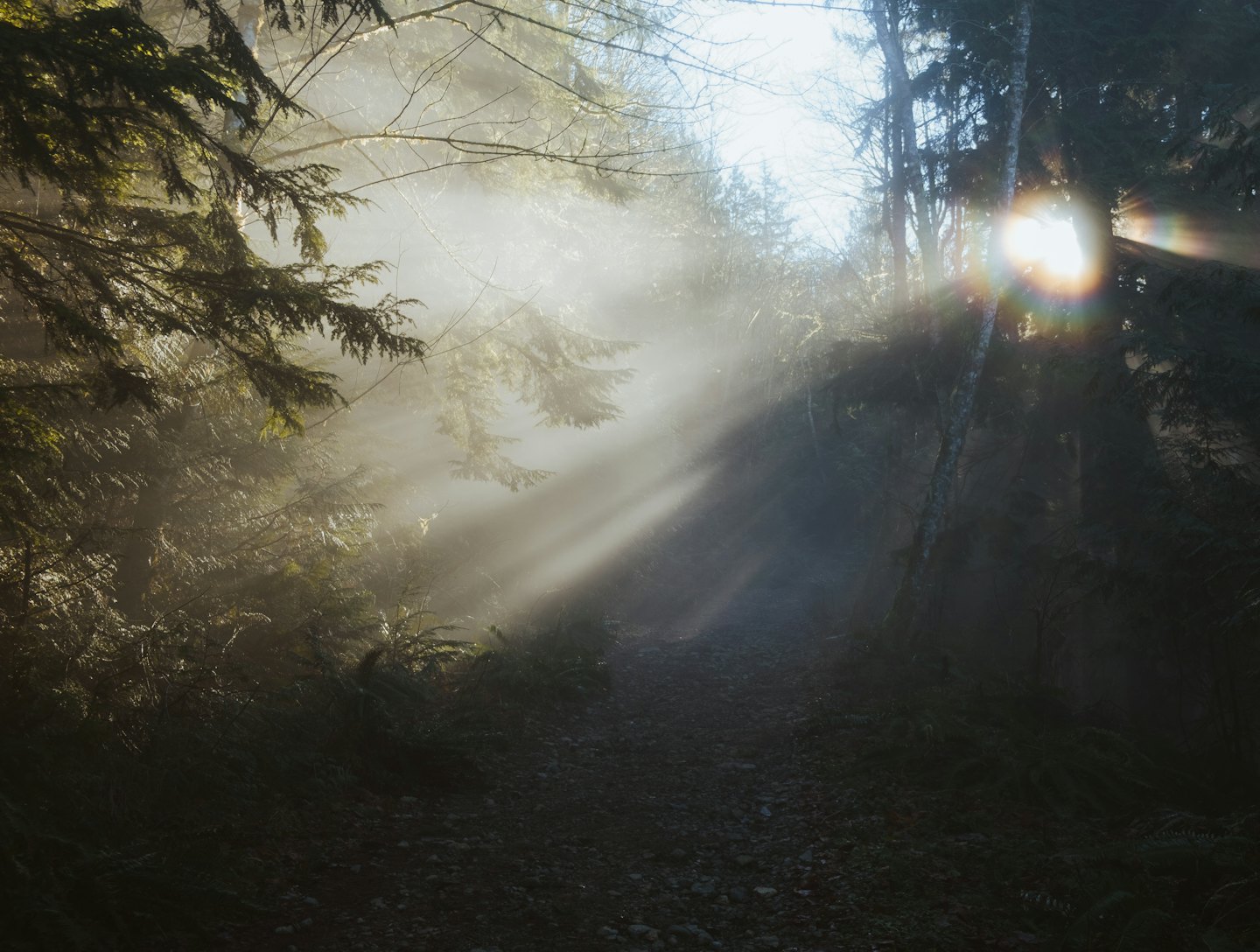 Sunlight streams through pine trees onto a rocky forest trail.